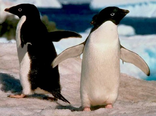 Két Adélie-pingvin, Kép: wikipedia