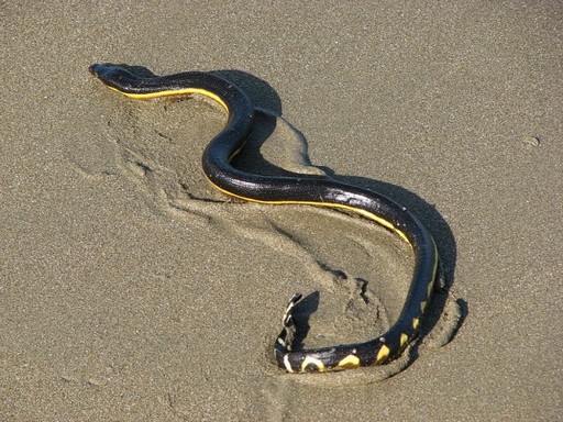Sárgahasú tengerikígyó, Kép: wikimedia