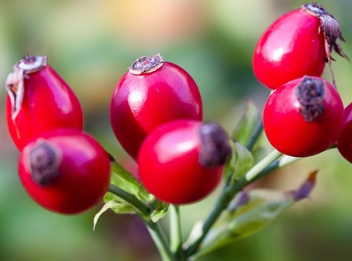 Csipkebogyó piros termése, Kép: pixabay