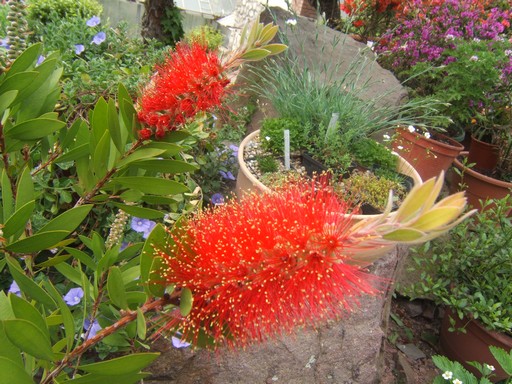 Piros kefevirág, azaz Callistemon, Kép: PTE