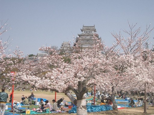 Japán pagoda előtt virágba borult cseresznyefák, alatt kiránduló emberek, Kép: wikimedia