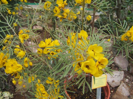 Sárga virágú Senna artemisoides, Kép: PTE
