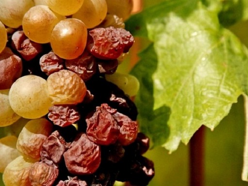 Töppedt aszúszemes szőlőtőke, Kép: wineflow 