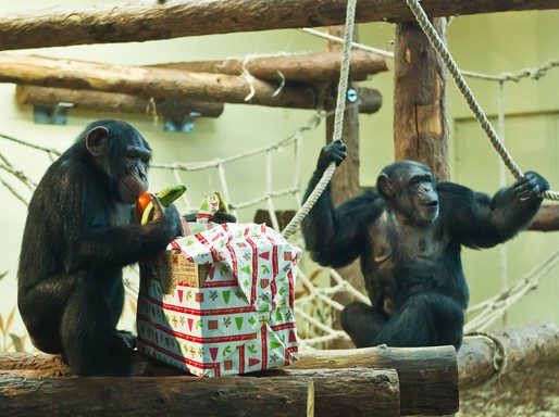 Két majom kicsomagol egy karácsonyi ajándékdobozt, és gyümölcsöket vesz ki belőle, Kép: wikipedia