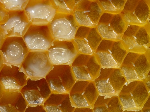 Méhpempő a kaptárban közelről, Kép: wikimedia