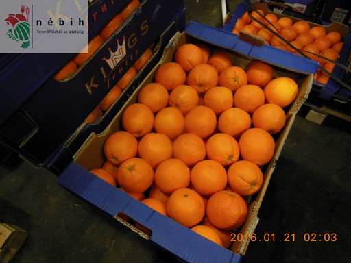A Nagybani ellenorzésén lefoglalt narancs, Kép: NÉBIH