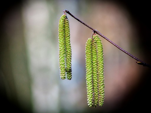 Zöld nyírfabarka közelről, Kép: pixabay