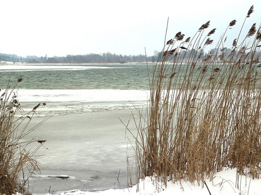Félig befagyott nádas, tél a tóparton, Kép: pixabay 