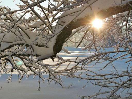 Téli erdő ágai közt átsütő napfény, Kép: pixabay  