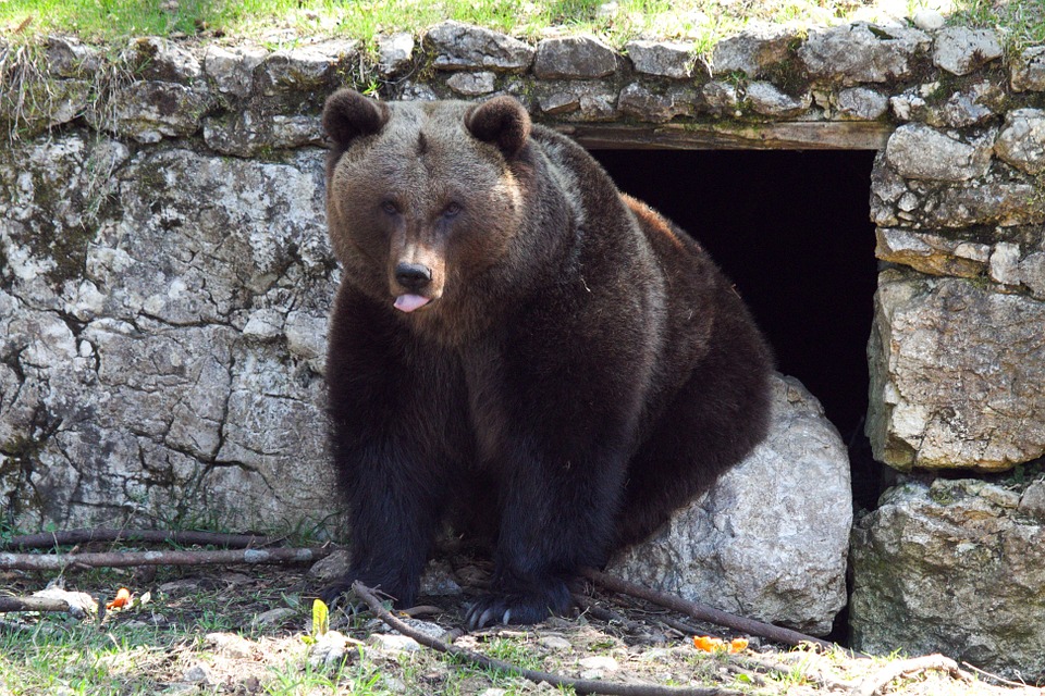 Barna medve ül a barlang előtt, nyelvét picit kudugja, Kép: pixabay