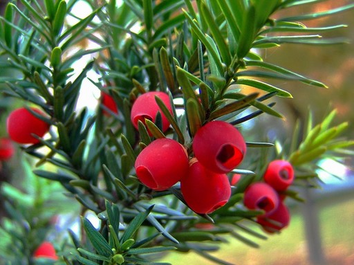 Tiszafa piros bogyói bogyói, Kép: pixabay