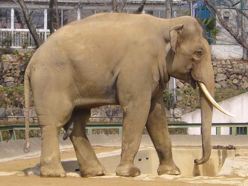 Ázsiai elefánt, Kép: wikimedia