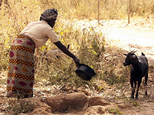 Kecskét etető asszony Malawiban, Kép: FAO/Arnos Gulmurila