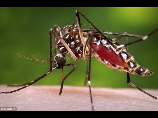 Szúnyog, amelyik a Zika vírust terjeszti, Kép: ytimg.com 