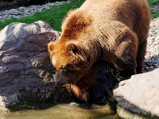 Kamcsatkai barna medve iszik a patakból, Kép: pixabay