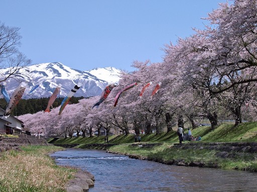 Csereszenyefavirágzás hegyekkel, Kép: Japánspecialista