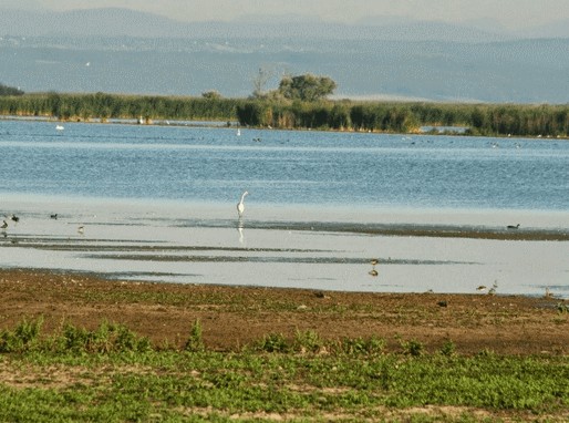 Fertő-tó madarakkal, Kép: trivago.hu