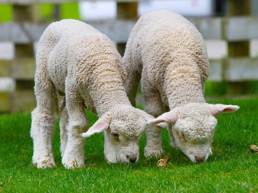 Húsvéti bárányok, Kép: pixabay