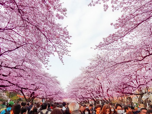 Japán cseresznyefavirágzás, Kép: Japánspecialista