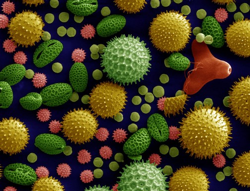 Pollenek mikroszkóp alatt: Kép: wikimedia