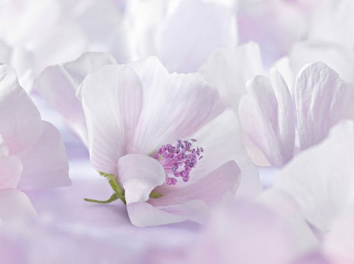 Fehérmályva virága, Kép: Weleda
