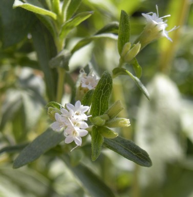 Jázminpakóca fehér virága, Kép: wikimedia