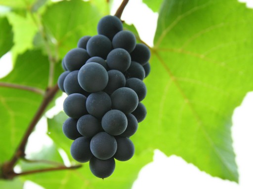Egy fürt kékoportó szőlő, Kép: wikimedia
