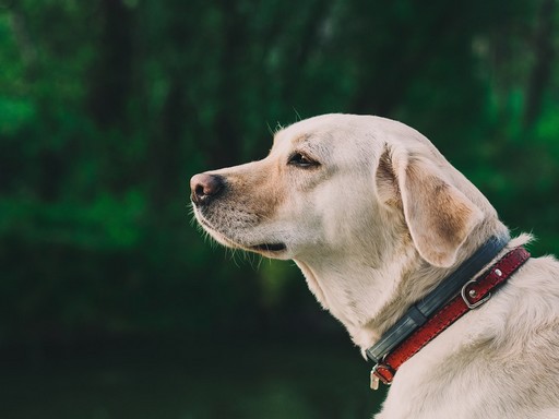 Labrador-retriver kutya feje közelről, Kép: pixabay