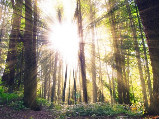 Napfény átsüt az erdőn, Kép: pixabay