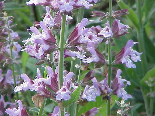Orvosi zsálya lila kis virágai, Kép: wikimedia