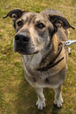 Füles kutyánk, Kép: sajtóanyag