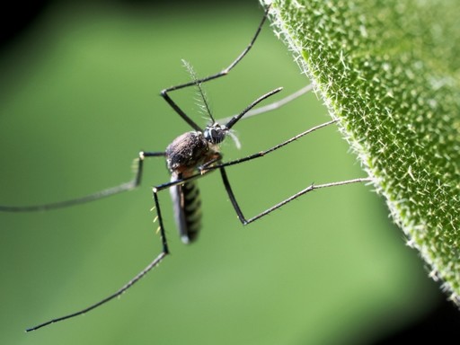 Szúnyog egy zöld levélen, Kép: sajtóanyag