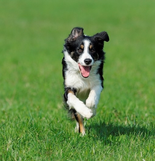 Kutya fut szemben a zöld mezőn, Kép: sajtóanyag