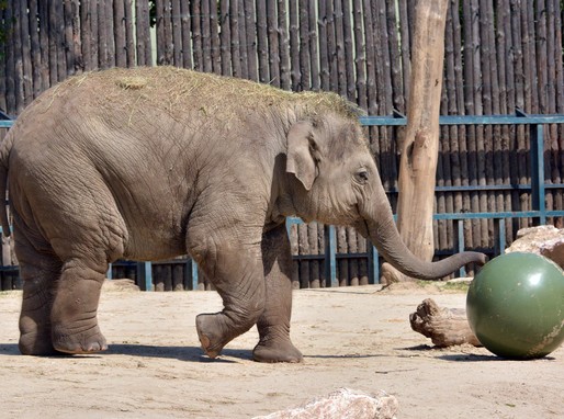 Asha, a 3 éves kis elefánt, Kép: Állatkerti Alapítvány