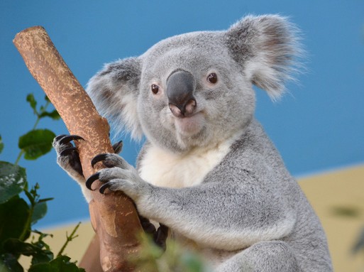 Koala kölyök továbbra is dobogós, Nur-Nuru-Bin, Kép Állatkerti Alaptítvány