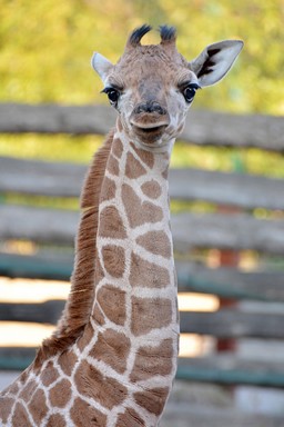 Sisi, a kis zsiráf nagyonn figyel, Kép: Állatkerti Alapítvány