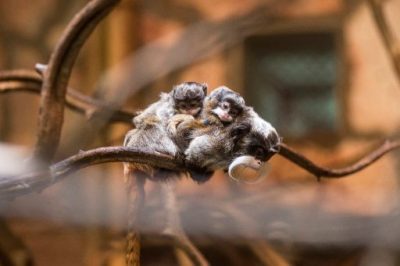 Császárbajszú tamarinok születettek a Nyíregyházi Állatparkban MTI Fotó: Balázs Attila