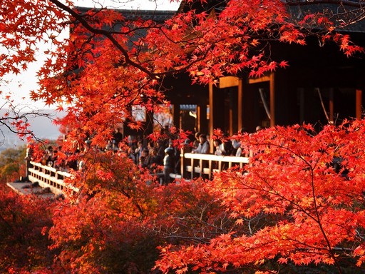 Kyoto, Kép: Japánspecialista