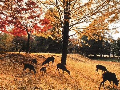 Nara park, Kép: Japánspecialista