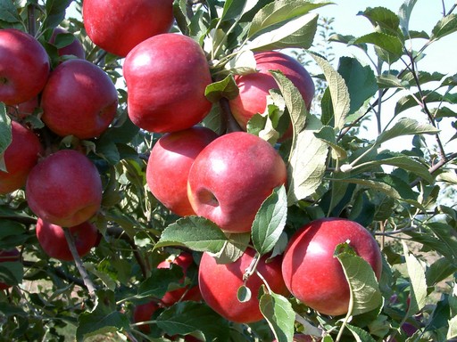 Jonatán almák, Kép: sajtóanyag