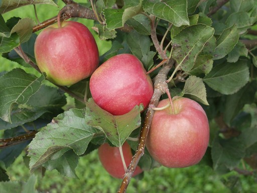 Pink Lady almák, Kép: sajtóanyag 