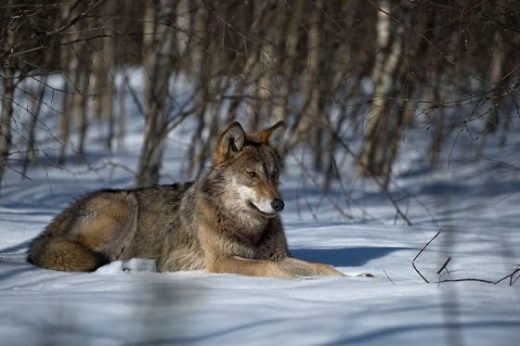 A farkas 1993 óta védett állat Magyarországon Kép: sajtóanyag