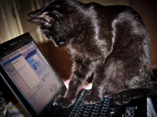 Macska a számítógépen, Kép: staticflickr