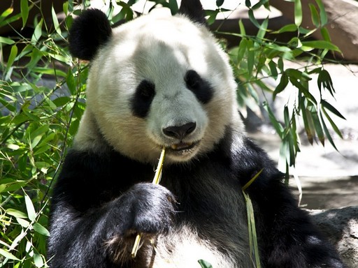 Panda, Kép: pixabay