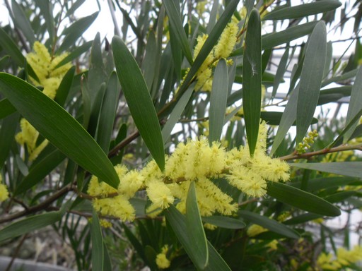 Acacia longifolia, Kép: PTE