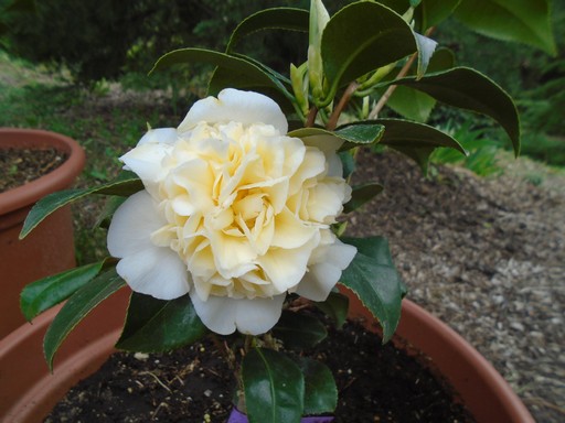 Camellia japonica, Kép: PTE