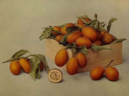 Kumquat, Kép: wikimedia.org