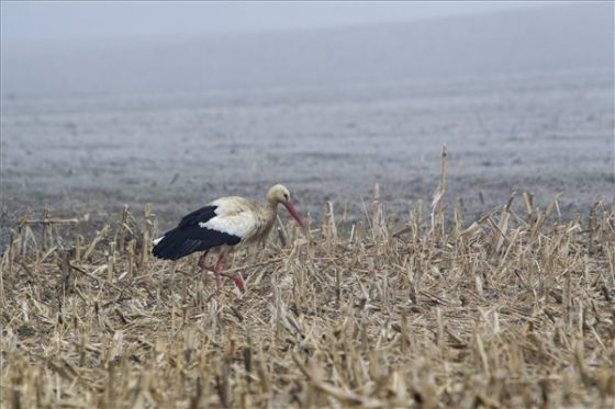 Ez a gólya nálunk telelt. Most műfészket kapott Semjénházán. MTI Fotó: Varga György