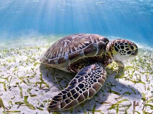Belize, teknős, Kép: WWF