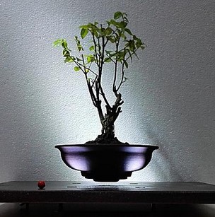 Lebegő bonsai, Kép: gardenexpo